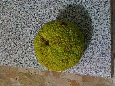 foto.JPG (182.98 KiB) Osservato 708 volte foto.JPG