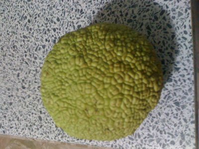 foto2.JPG (152.28 KiB) Osservato 708 volte foto2.JPG