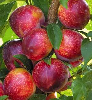pluot.jpg pluot.jpg