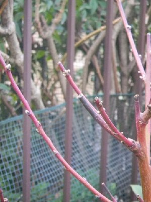 pesco nano-1.jpg (81.4 KiB) Osservato 2687 volte pesco nano-1.jpg