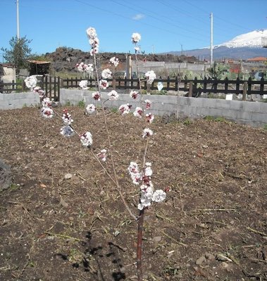 2.jpg (168.27 KiB) Osservato 2130 volte 2.jpg