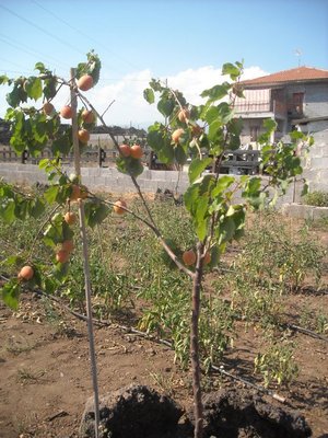 3.jpg (131 KiB) Osservato 2130 volte 3.jpg