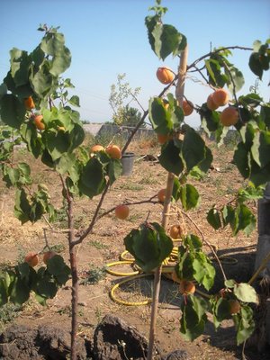 4.jpg (116.31 KiB) Osservato 2130 volte 4.jpg