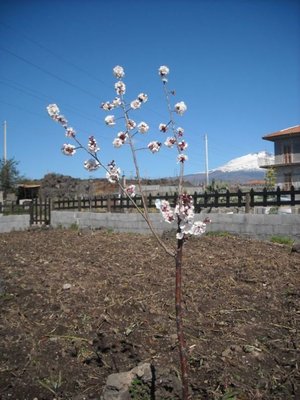 1.jpg (84.86 KiB) Osservato 2130 volte 1.jpg