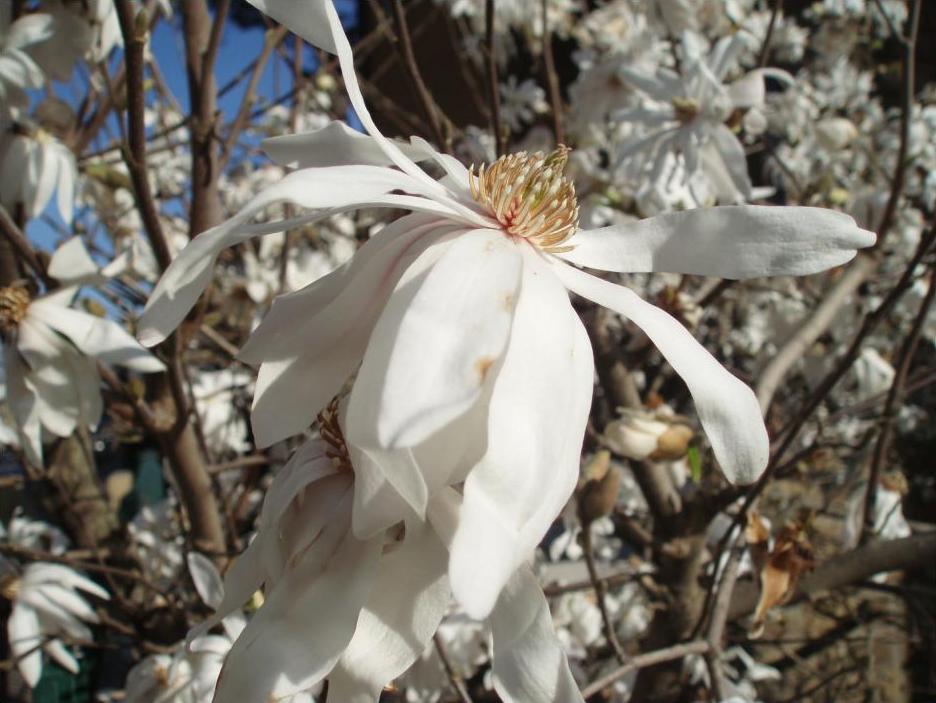 magnolia-stellata.JPG magnolia-stellata.JPG