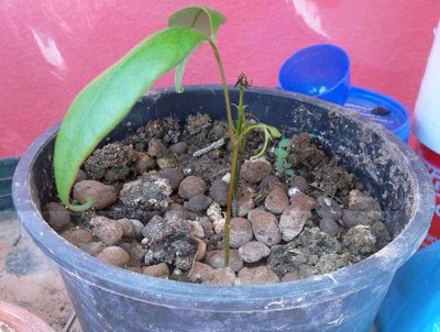 litchi.jpg (64.69 KiB) Osservato 751 volte litchi.jpg