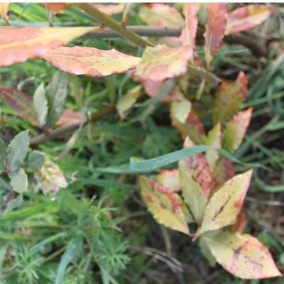 Diapositiva12.JPG (44.33 KiB) Osservato 649 volte Diapositiva12.JPG