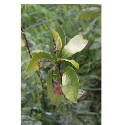 Diapositiva13.JPG (31.92 KiB) Osservato 649 volte Diapositiva13.JPG