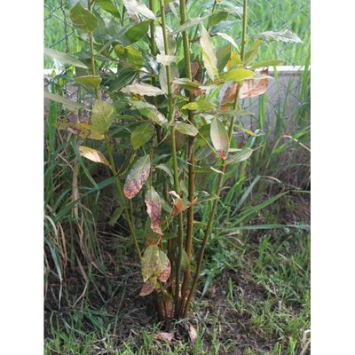 Diapositiva14.JPG (63.02 KiB) Osservato 649 volte Diapositiva14.JPG