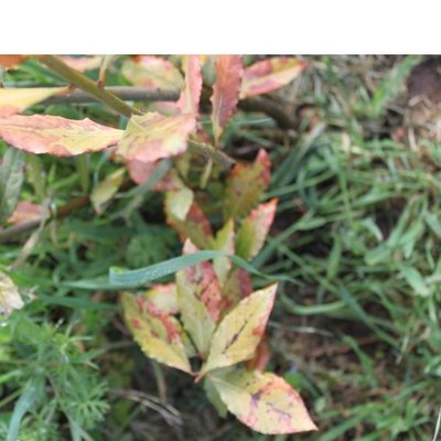 Diapositiva16.JPG (42.25 KiB) Osservato 649 volte Diapositiva16.JPG