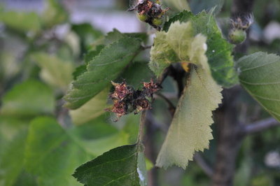 DSC_0162_v1.JPG (97.24 KiB) Osservato 629 volte DSC_0162_v1.JPG