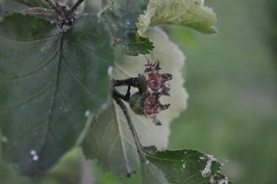 DSC_0163_v1.JPG (84.48 KiB) Osservato 629 volte DSC_0163_v1.JPG