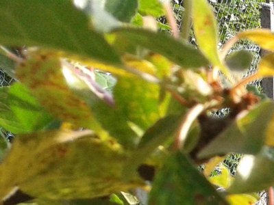 imm1.jpg (63.15 KiB) Osservato 556 volte imm1.jpg