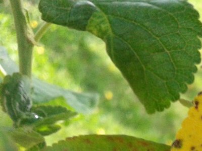 imm2.jpg (111.71 KiB) Osservato 556 volte imm2.jpg