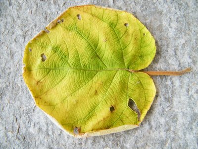 foglia kiwi 2.JPG (205.51 KiB) Osservato 688 volte foglia kiwi 2.JPG