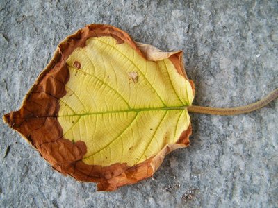 foglia kiwi 1.JPG (221.57 KiB) Osservato 688 volte foglia kiwi 1.JPG