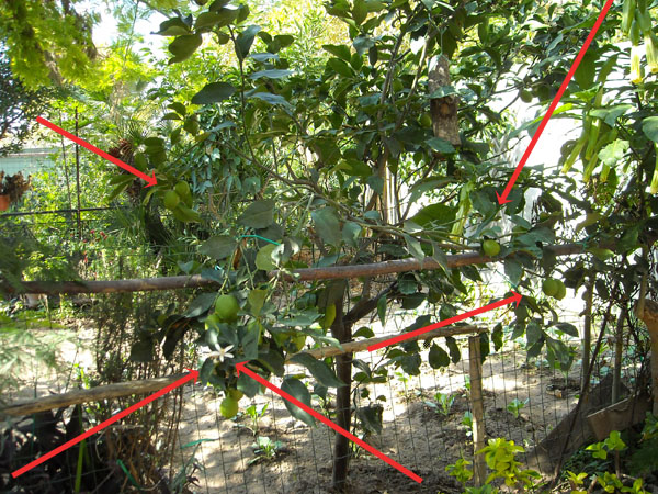 VEDI CI SONO ANCHE I FIORI / 100dpi.jpg 100dpi.jpg