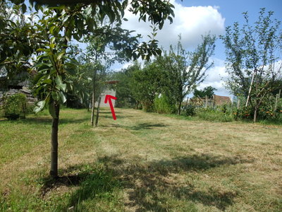 Pero in questione indicato dalla freccia / dscf2684p.jpg dscf2684p.jpg