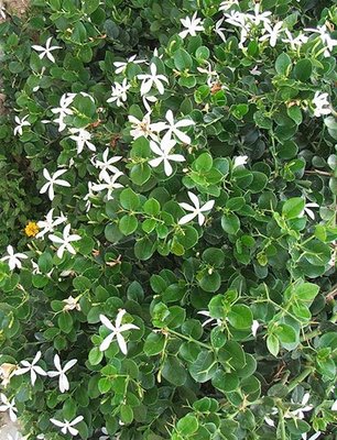 Carissa grandiflora.jpg (239.11 KiB) Osservato 814 volte Carissa grandiflora.jpg