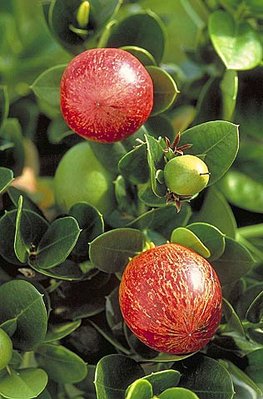 Carissa grandiflora2.jpg (38.48 KiB) Osservato 814 volte Carissa grandiflora2.jpg