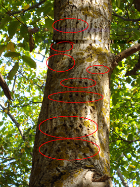 Fori corteccia / noce1.jpg noce1.jpg