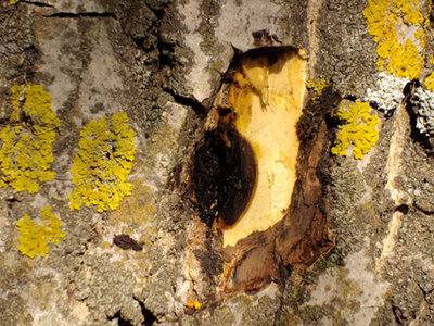 Particolare foro / nocepart1.jpg nocepart1.jpg