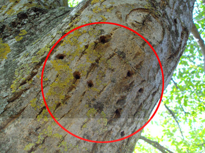 Particolare fori / nocepart2.jpg nocepart2.jpg