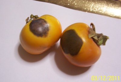 caki con macchie nere nov 2011.jpg (63.81 KiB) Osservato 589 volte caki con macchie nere nov 2011.jpg