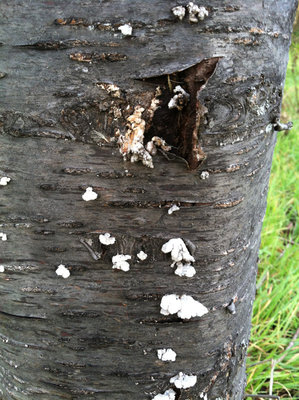 FOTO A.JPG (232.14 KiB) Osservato 1296 volte FOTO A.JPG