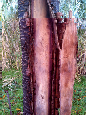 FOTO B.JPG (318.04 KiB) Osservato 1296 volte FOTO B.JPG