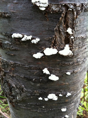 dettaglio.JPG (324.32 KiB) Osservato 1296 volte dettaglio.JPG