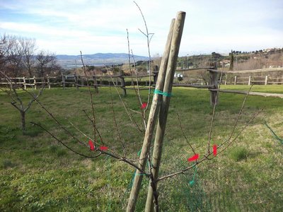 DSC00964_p.jpg (95.54 KiB) Osservato 924 volte DSC00964_p.jpg