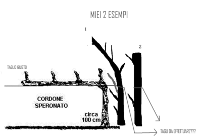 Nel primo esempio avrei lasciato soltanto il tralcio "grigio" e tagliato il tronco all'altezza del filo..no? / allevamento%20cordone%20speronato.gif allevamento%20cordone%20speronato.gif