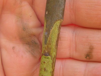 1DSCN7857.JPG (92.94 KiB) Osservato 5854 volte 1DSCN7857.JPG