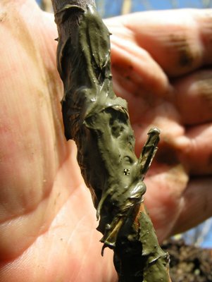 3DSCN7883.JPG (95.57 KiB) Osservato 5854 volte 3DSCN7883.JPG