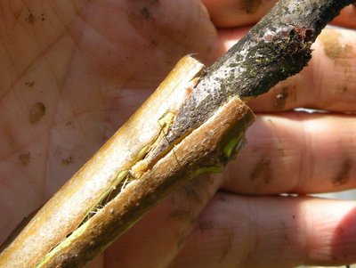 4DSCN7866.JPG (119.66 KiB) Osservato 5854 volte 4DSCN7866.JPG