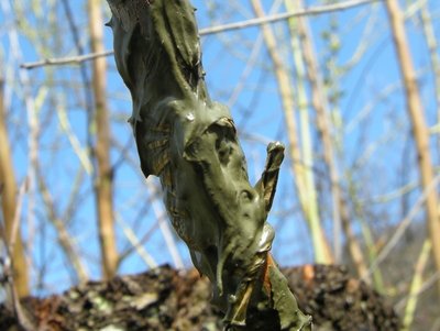 6DSCN7882.JPG (104.32 KiB) Osservato 5854 volte 6DSCN7882.JPG