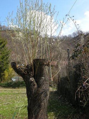 8DSCN7884.JPG (207.69 KiB) Osservato 5854 volte 8DSCN7884.JPG