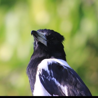 IMG_7154_e.JPG (39.51 KiB) Osservato 690 volte IMG_7154_e.JPG