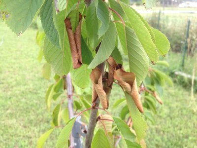 2013-06-25 17.04.37.jpg (137.4 KiB) Osservato 2667 volte 2013-06-25 17.04.37.jpg