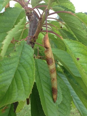 2013-06-25 17.05.00.jpg (90.88 KiB) Osservato 2667 volte 2013-06-25 17.05.00.jpg