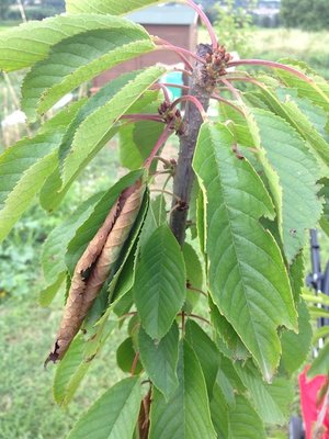 2013-06-25 17.05.18.jpg (112.63 KiB) Osservato 2667 volte 2013-06-25 17.05.18.jpg