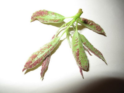 Immagine 277aaaaa.jpg (92.51 KiB) Osservato 1091 volte Immagine 277aaaaa.jpg