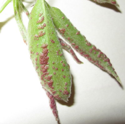 Immagine 277aba.jpg (131.79 KiB) Osservato 1072 volte Immagine 277aba.jpg