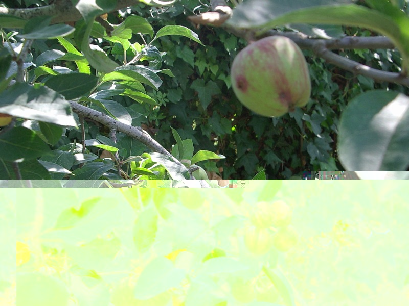 IMGP6118.JPG IMGP6118.JPG