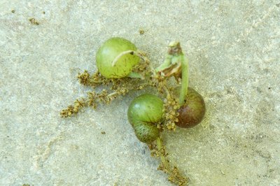 P1040875.JPG (258.05 KiB) Osservato 718 volte P1040875.JPG