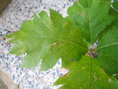 Pianta.jpg (130.43 KiB) Osservato 701 volte Pianta.jpg