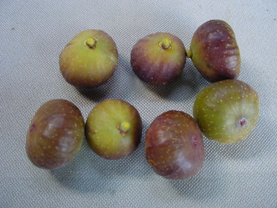 Fico-2.jpg (163.3 KiB) Osservato 639 volte Fico-2.jpg