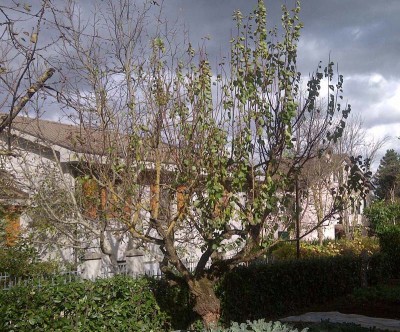 IMG-20131103-00361.jpg (188.43 KiB) Osservato 633 volte IMG-20131103-00361.jpg