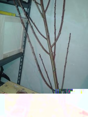 unnamed.jpg (16.08 KiB) Osservato 5987 volte unnamed.jpg